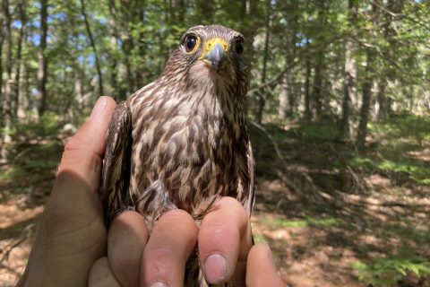A captured merlin is held near Lake Michigan on June 27, 2022, near Glen Arbor, Mich., where it will be fitted with a leg band and tracking device. The mission will enhance knowledge of a species still recovering from a significant drop-off caused by pesticides and help wildlife managers determine how to prevent merlins from attacking endangered piping plovers at Sleeping Bear Dunes National Lakeshore. (AP Photo/John Flesher)